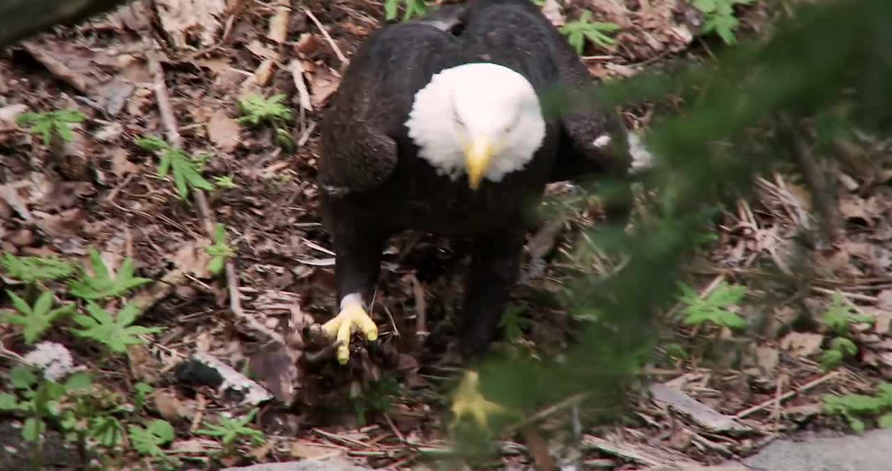 Bald Eagle: America’s Fursona