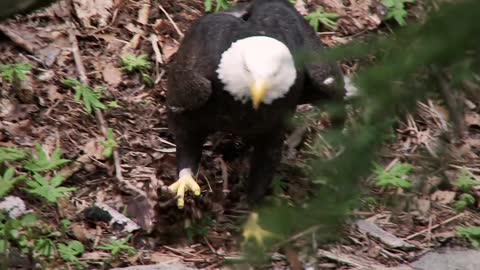 Bald Eagle: America’s Fursona