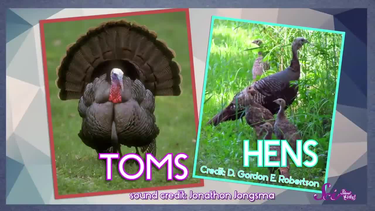 Fun Facts About Turkeys! | Fall Science | Holiday Science | SciShow Kids