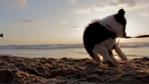 Dog Enjoy In Beach