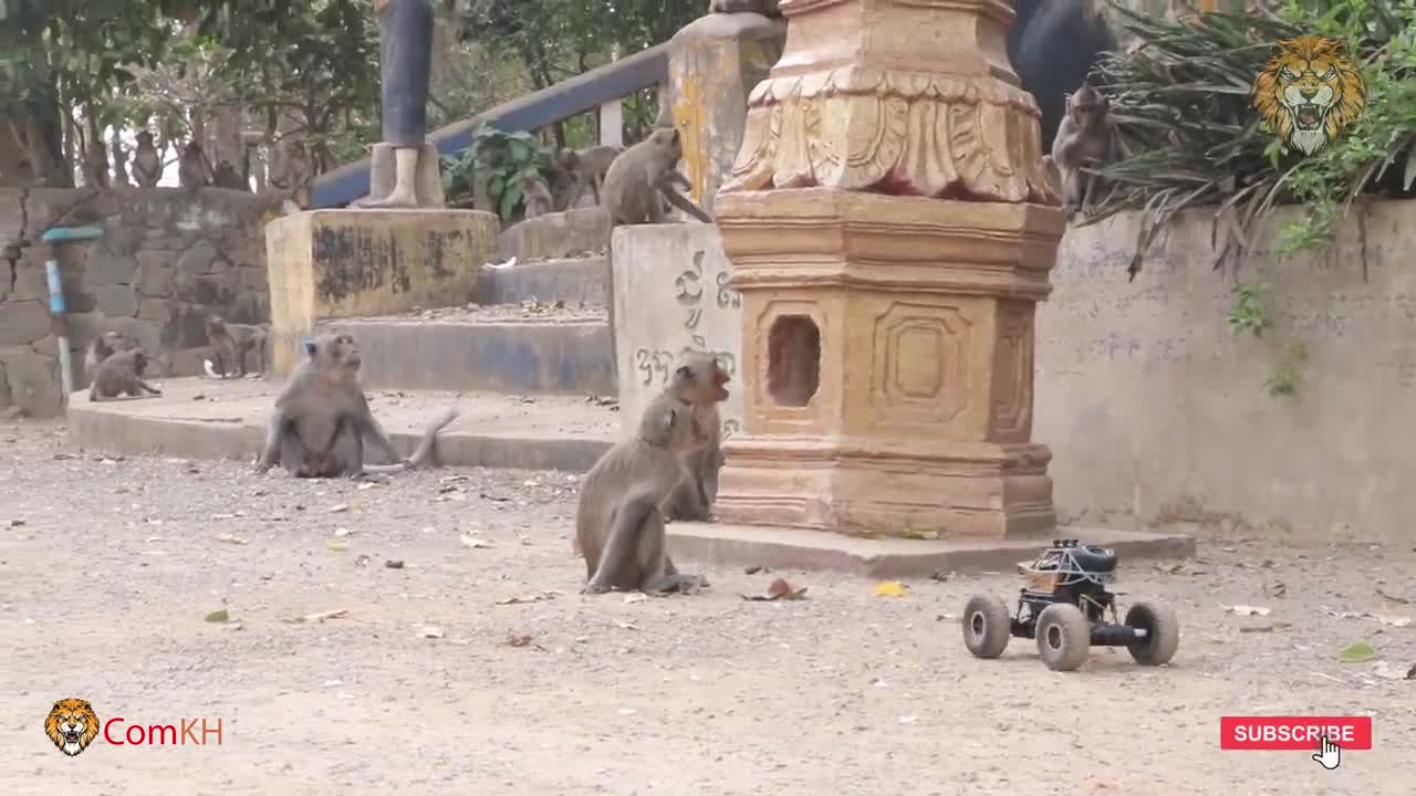 Monkey Prank vs Remote Car Video 2021 | Funny Monkeys Video Reaction To Toy Car & Get Banana. EP-286