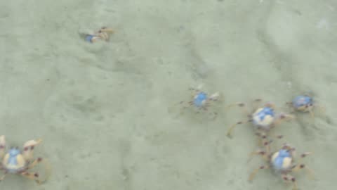 WHITSUNDAY ISLAND CRABS AUSTRALIA