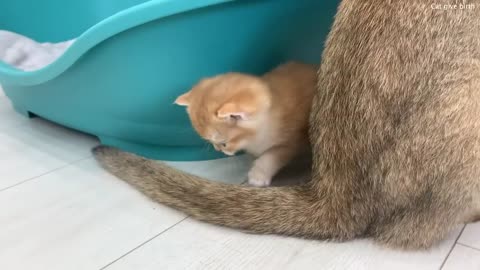 Mom cat calls baby kittens to wash. But they want to hide from her