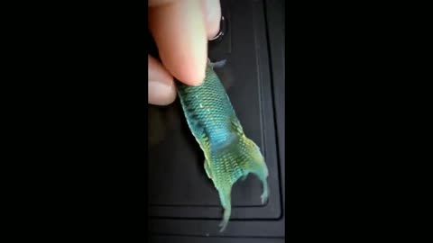 Most beautiful fish compilation