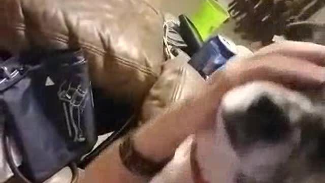 Dog Demands Mommies Attention