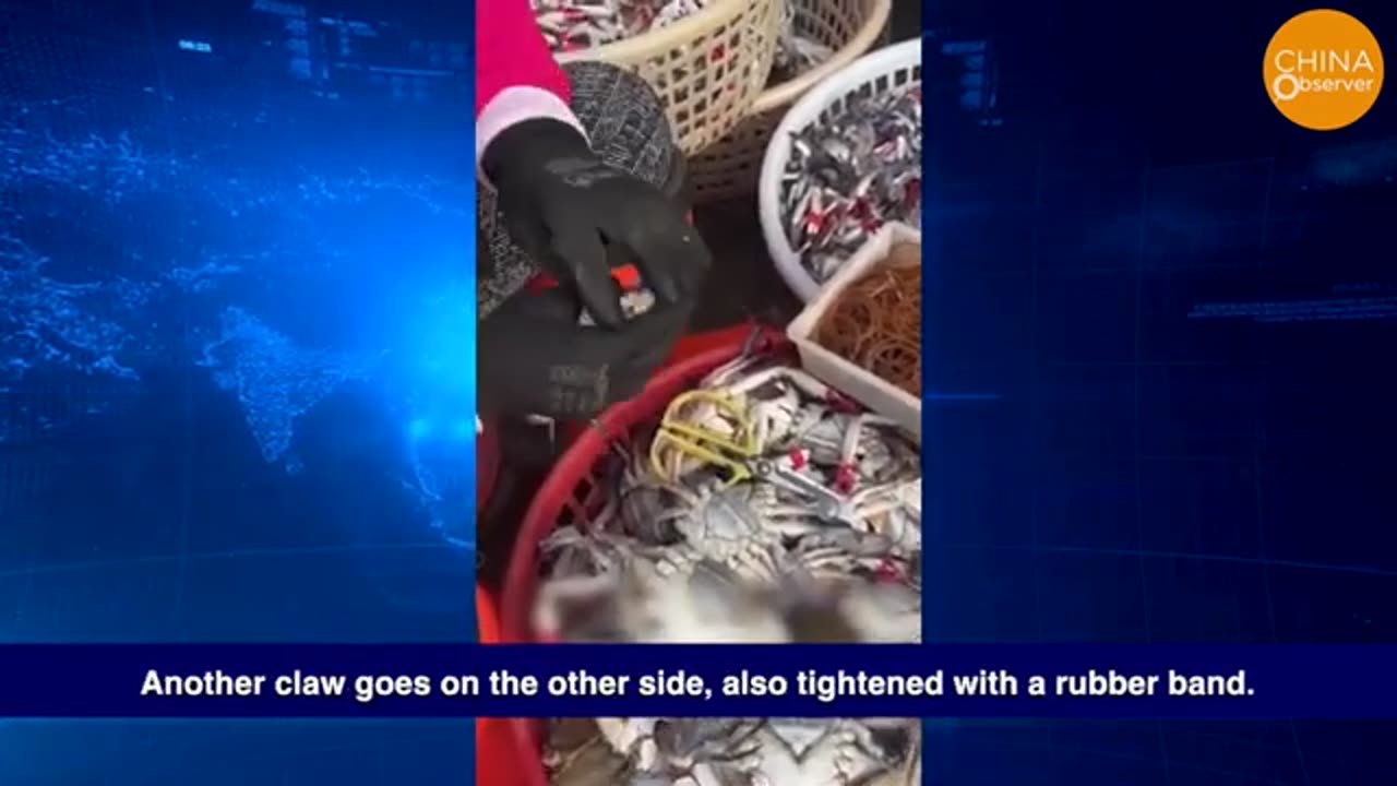 China’s Fake Seafood, Like $0.03 Scallops and Squid, Are Absolutely Appalling