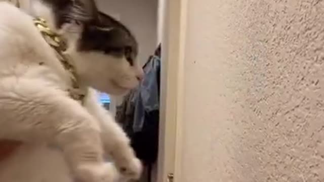 Funny (Smart) Cats Be Like | Funny Animals TikTok Videos