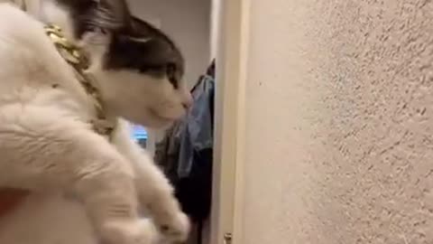 Funny (Smart) Cats Be Like | Funny Animals TikTok Videos