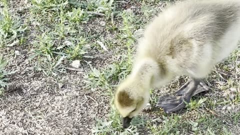 Tow geese families on Edmonton lake