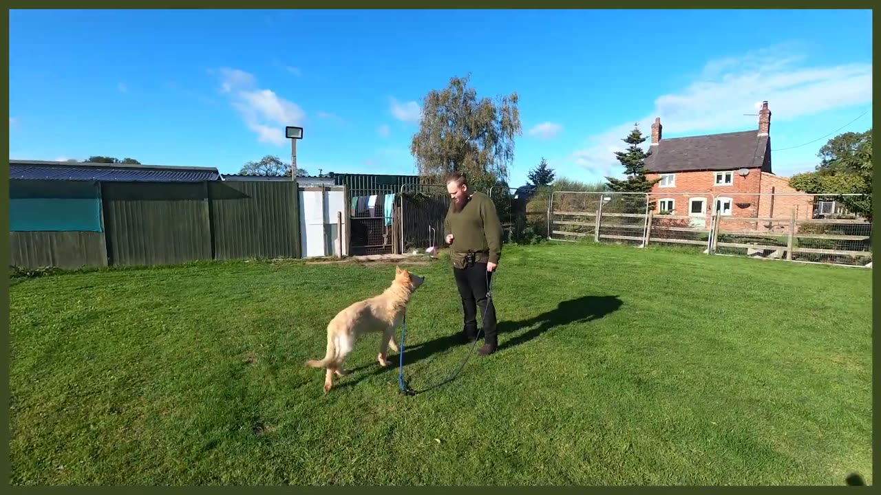 ABUSED GERMAN SHEPHERD FIRST TRAINING SESSION