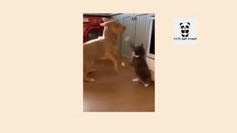 Cute funny dog argument