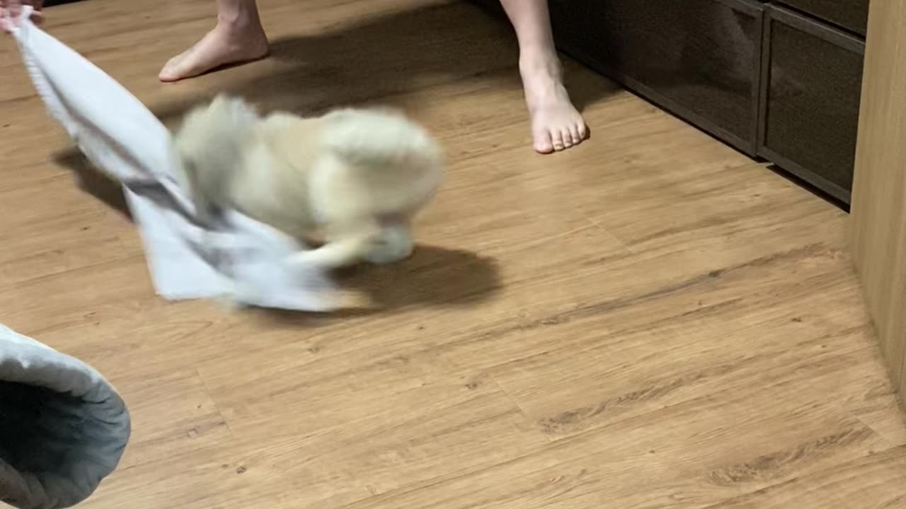 cute puppy running around