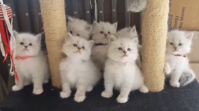 funny cute and baby cat videos, funny baby cat videos, funny cat videos ,