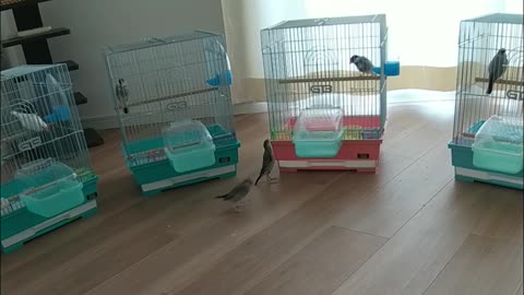 チョコとキューは、うちの手乗り文鳥達です。