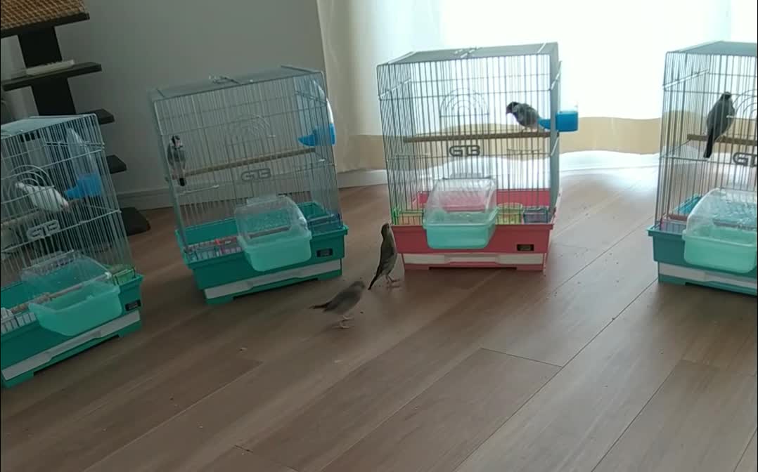チョコとキューは、うちの手乗り文鳥達です。