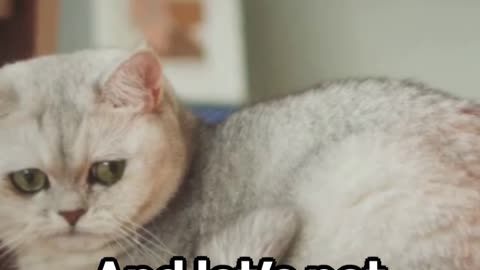 Feline Funnies: A Cat-astrophic Comedy