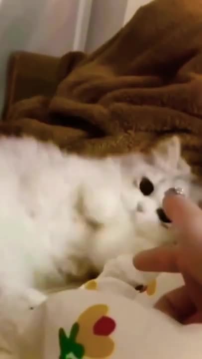 cute cat shorts❤#shorts #cat #cutecat