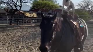 Jack Russell Rides Horse Friend