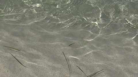 Crab Nature Transparent Water Animal Sea Beach