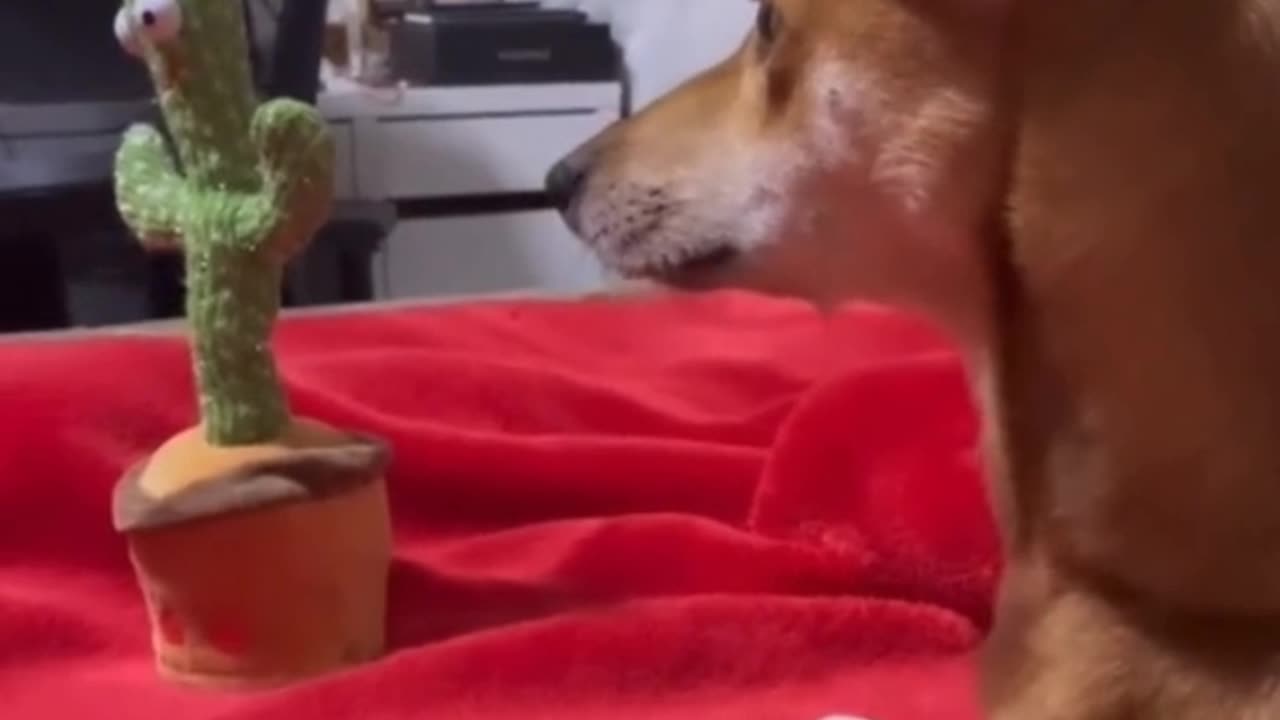 Dogo prank