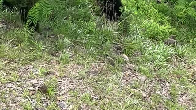 Bear Family Passes Beneath Feet