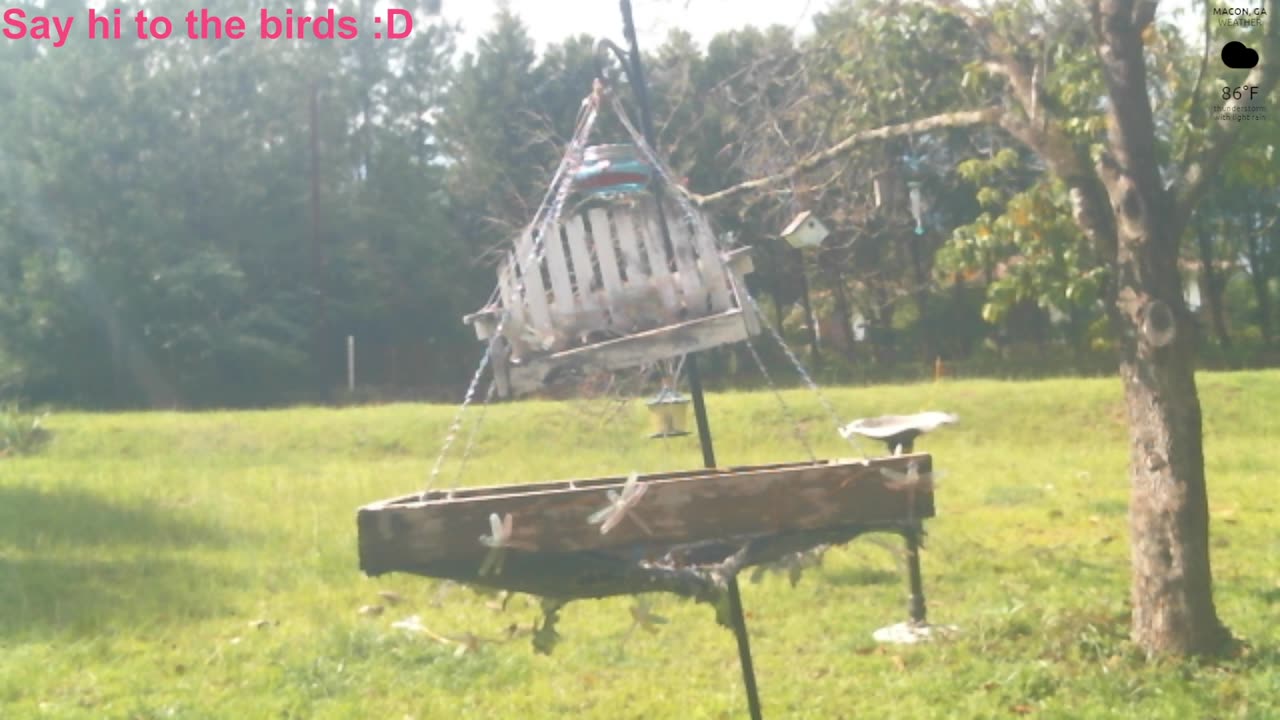 Bird feeder cam