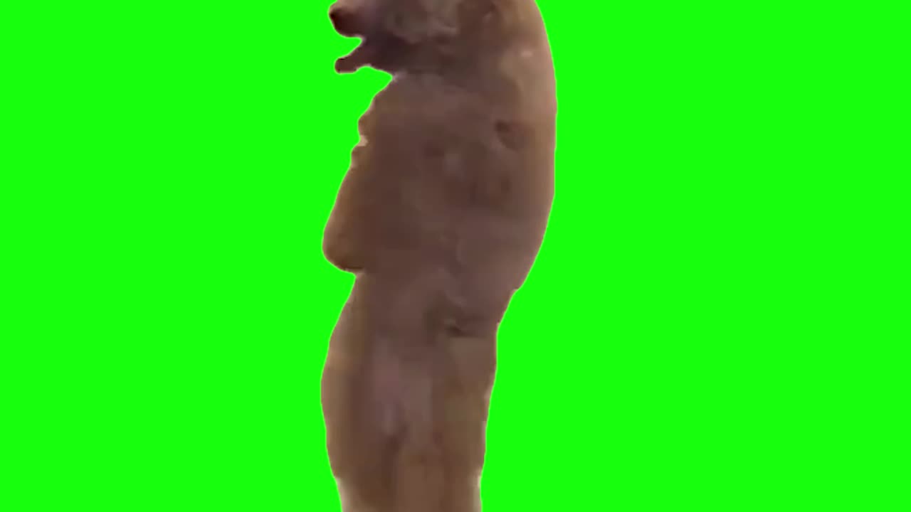 Dog Dancing To Get Low | Green Screen