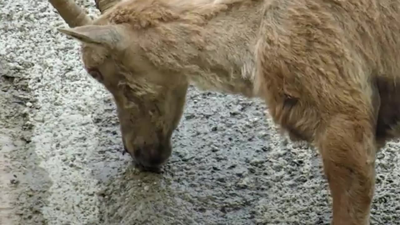 Goat on Mountains