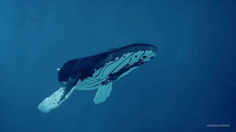 Humpback Whale (ABZU)