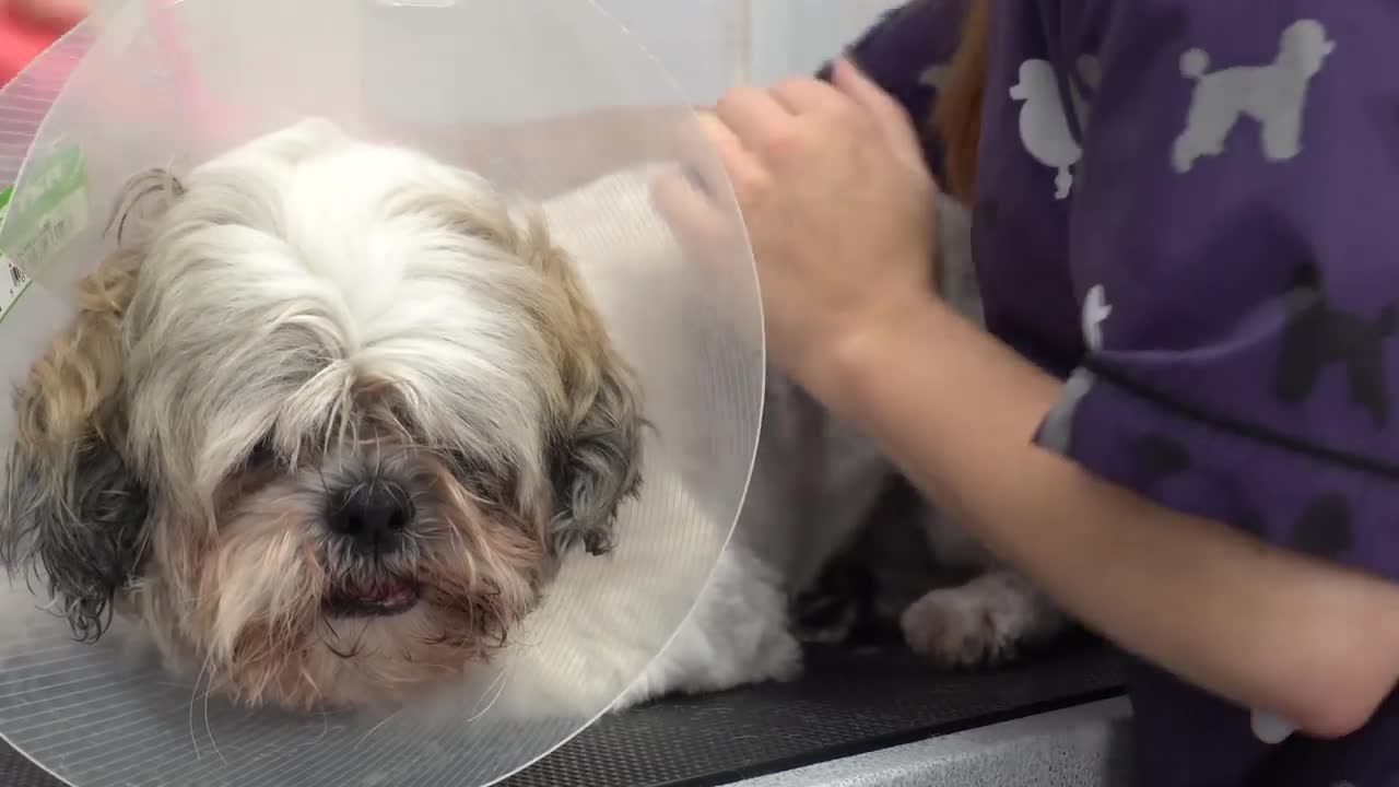 A very angry Shih Tzu attacks