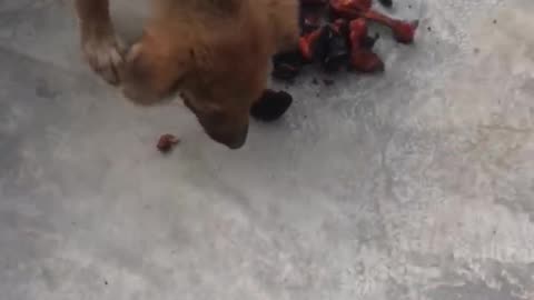 Street dogs eating india famous biriyani