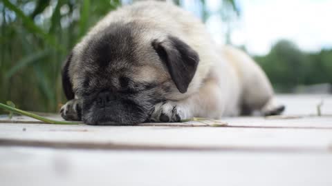 Pug Sleeps On Footpath After A Big Walk