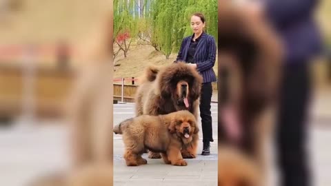 FUNNY DOG 🥳 FUNNY dog