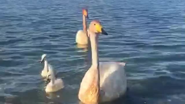 Goose in the sea
