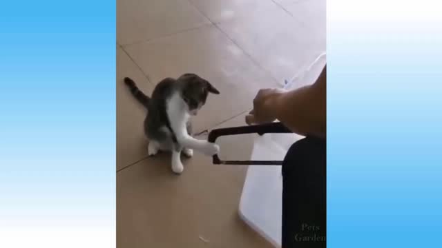 cats fighting. funny kitten.crazy cat.