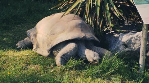 A Giant Aldabra Tortoise Eating