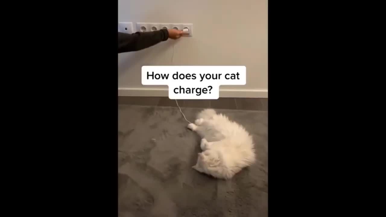 Funniest Animals - Best Of The Funny Animal Videos 2022