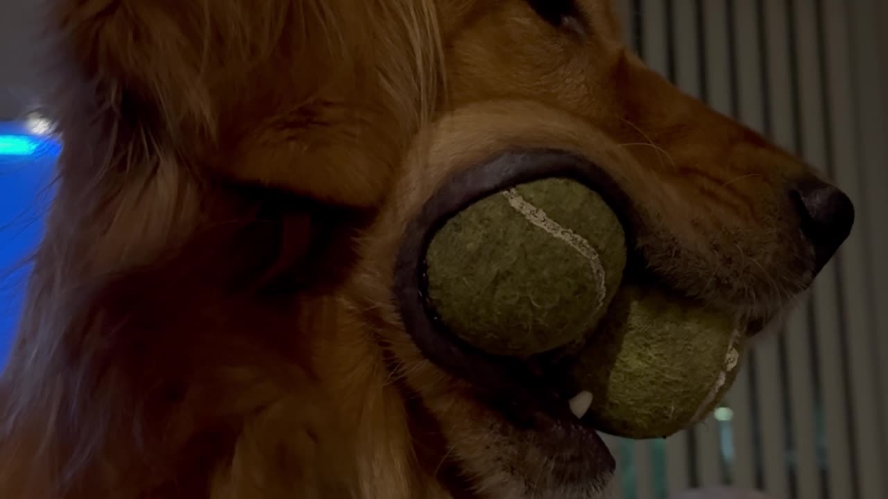 Golden Grins With Triplet Tennis Balls