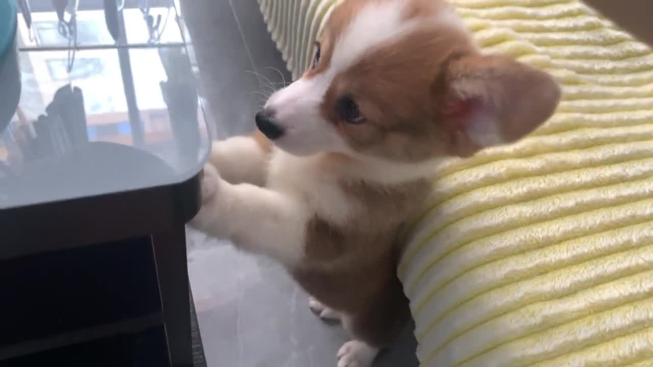 A dog that can't wait to eat