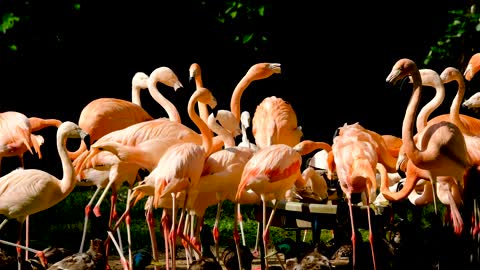 flamingo birds water bird pink