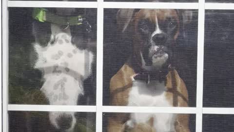 Coming Home to My Goofball Boxers