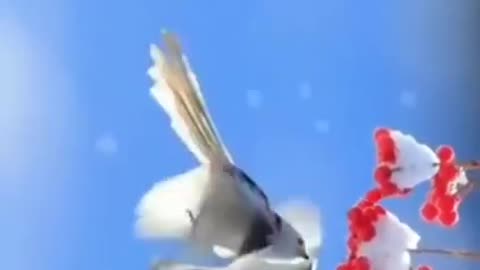 Beautiful bird enjoying the nectar of flowers #shorts #viral #shortsvideo #video