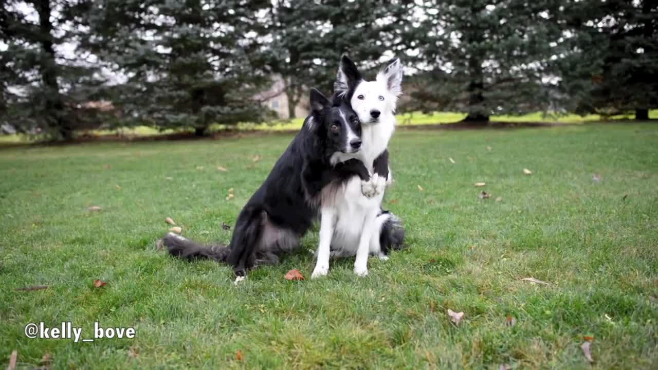 Dogs flawlessly pose for heart-melting photo session