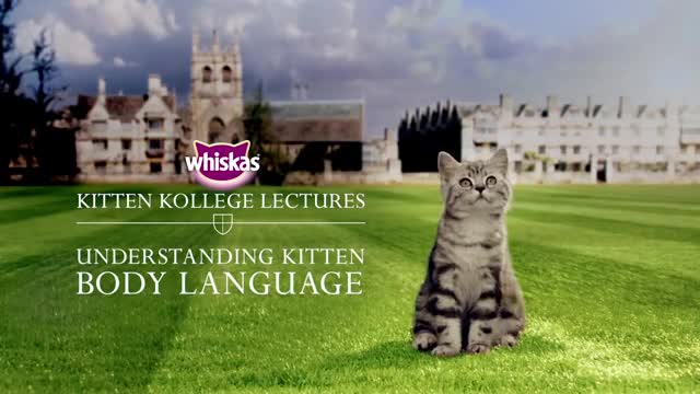 Understanding Kitten Body Language and Communication _ Kitten Kollege_1