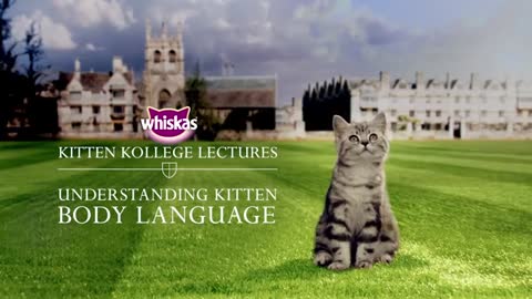 Understanding Kitten Body Language and Communication _ Kitten Kollege_1