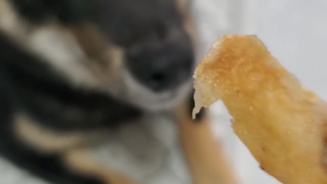 DIY DOG TREATS CHICKEN JERKY