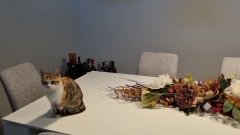 cat on the table