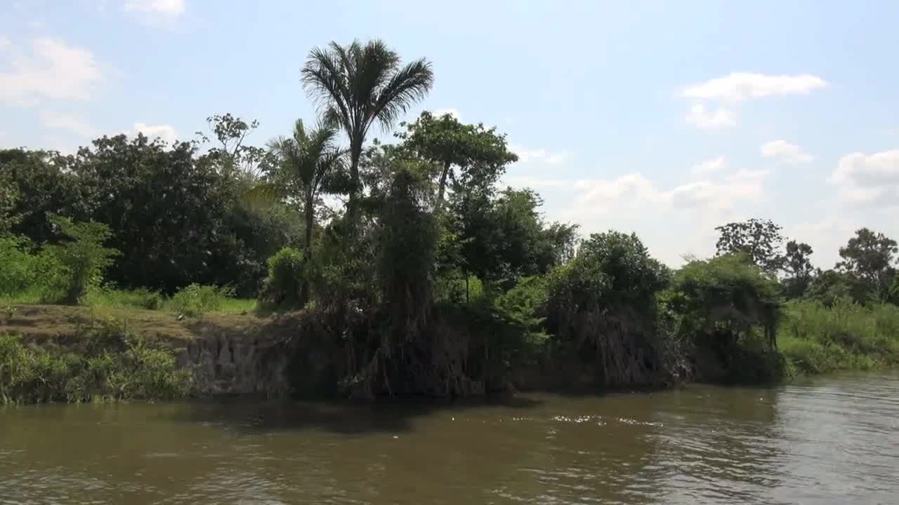 Brazil Amazon backwater palm on bank