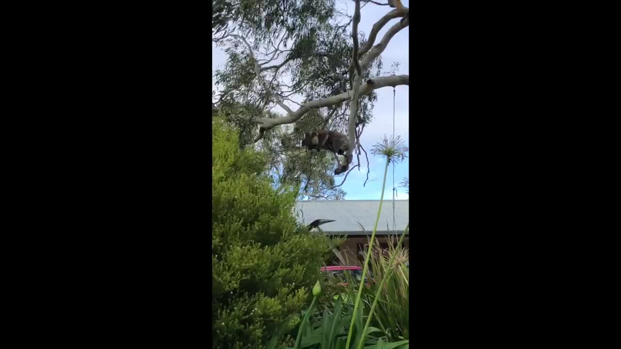 Challenging Dinnertime for Koala