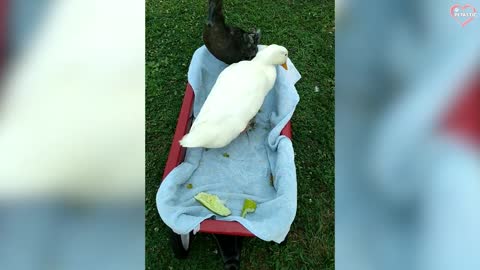 Funny pets and animals.